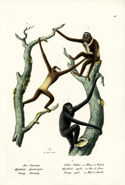 Siamang by Karl Joseph Brodtmann